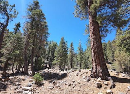 california/south-coast/attraction/san-bernardino-national-forest