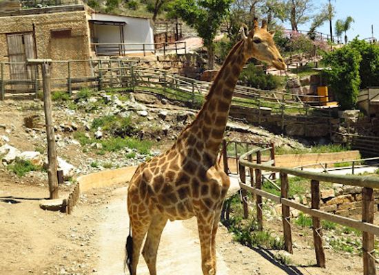 spain/costa-del-sol/attraction/selwo-aventura
