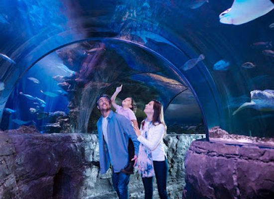 new-jersey/central-jersey/attraction/sea-life-new-jersey-aquarium
