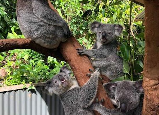 australia/cairns/attraction/kuranda-koala-gardens