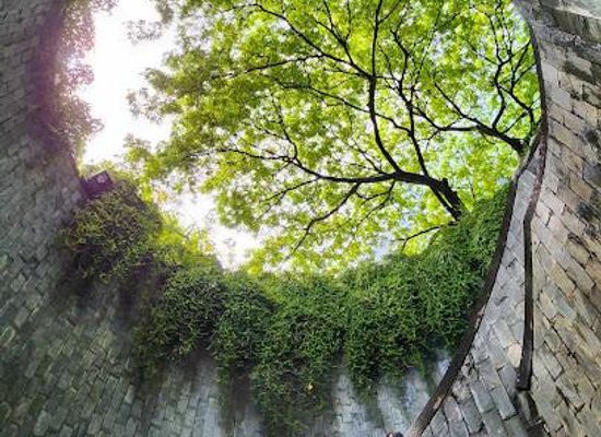 singapore/orchard-road/attraction/fort-canning-tree-tunnel