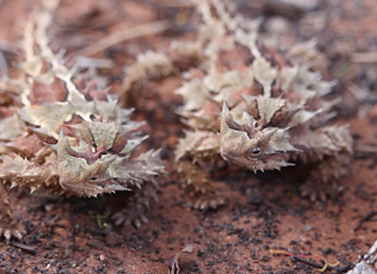 australia/macdonnell-ranges/attraction/alice-springs-reptile-centre