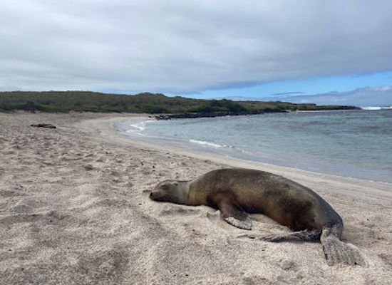 ecuador/galapagos-islands/attraction/playa-loberia