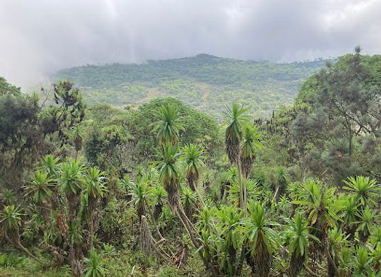 kenya/aberdare-national-park/attraction/mt-kipipiri