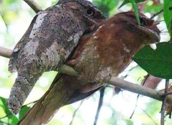india/munnar/attraction/thattekad-bird-sanctuary