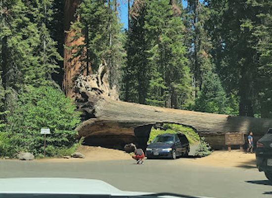 california/sequoia-national-park/attraction/sequoia-national-park-s-tunnel-log