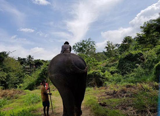 sri-lanka/kegalle-district/attraction/elephant-village
