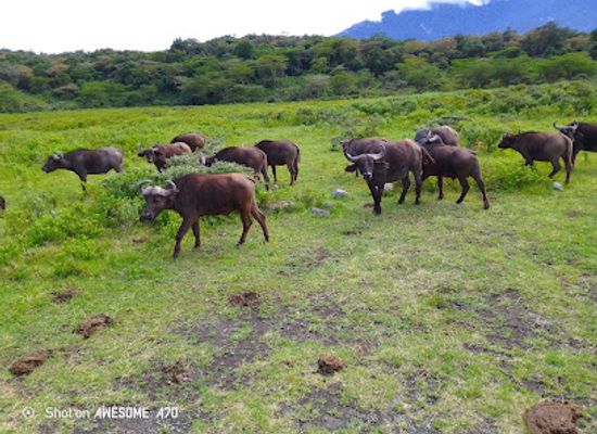 tanzania/arusha/attraction/arusha-national-park