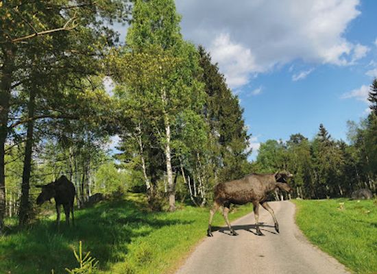 sweden/lapland/attraction/smalandet-moose-safari