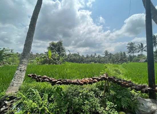 indonesia/bali/ubud/attraction/kajeng-rice-field