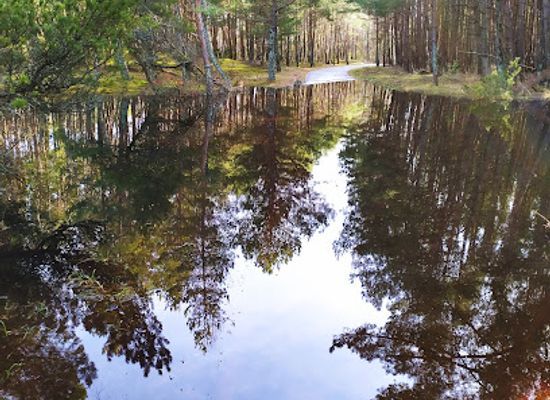 lithuania/curonian-spit-national-park/attraction/dviraciu-takas-juodkrante-smiltyne-bike-way