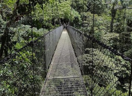 costa-rica/monteverde/attraction/mistico-arenal-hanging-bridges