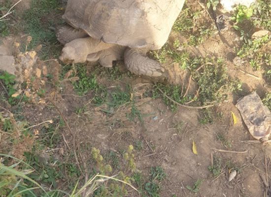 nigeria/yola/attraction/yola-jimeta-zoo