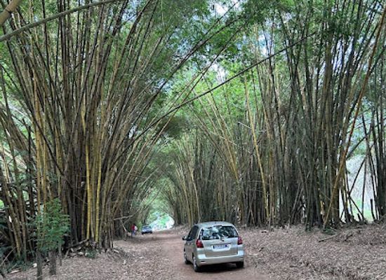 cote-d-ivoire/abidjan-autonomous-district/attraction/botanical-garden