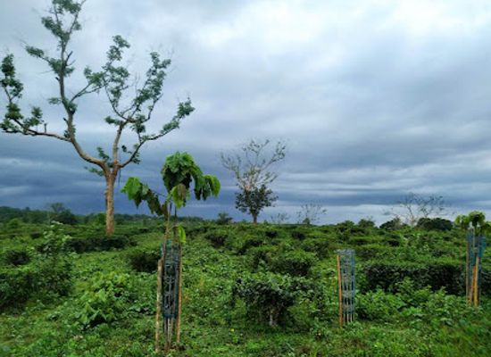 india/tripura/attraction/lembucherra-tea-garden