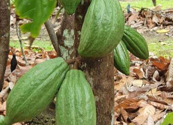 australia/port-douglas/attraction/the-australian-chocolate-farm