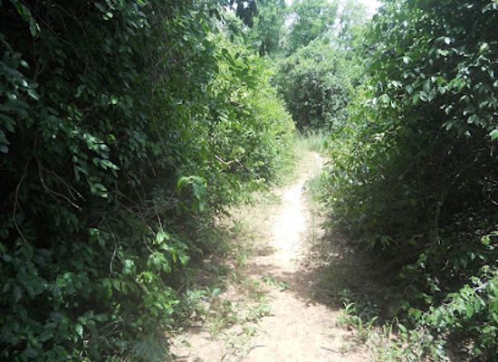 ghana/volta-region/attraction/tsiame-forest-reserved