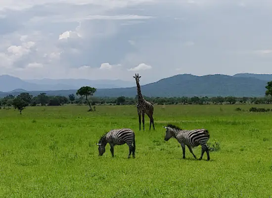 tanzania/ruaha-national-park/attraction/mikumi-national-park