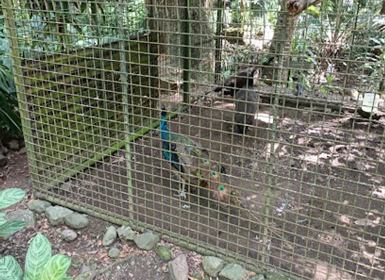 philippines/zamboanga-city/attraction/pasonanca-natural-park-asean-heritage-park