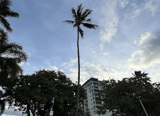 australia/cairns/attraction/jacob-s-tree