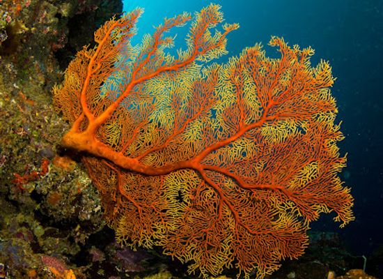 fiji/lau-islands/attraction/fish-patch