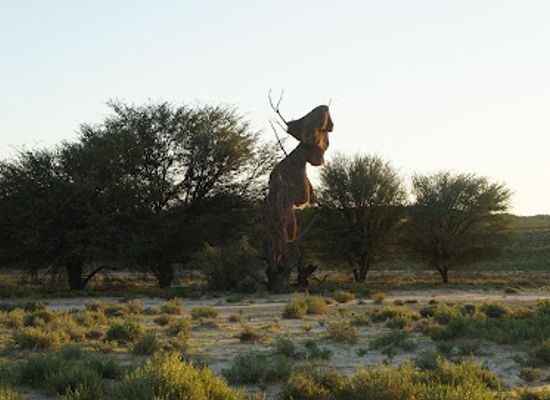 south-africa/kalahari/attraction/kgalagadi-transfrontier-park
