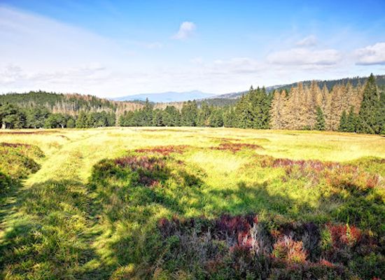germany/bavarian-forest-national-park/attraction/hochschachten