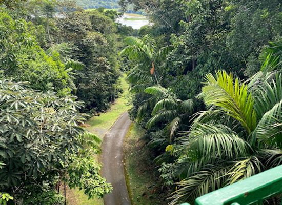 panama/gamboa/attraction/gamboa-rainforest-reserve