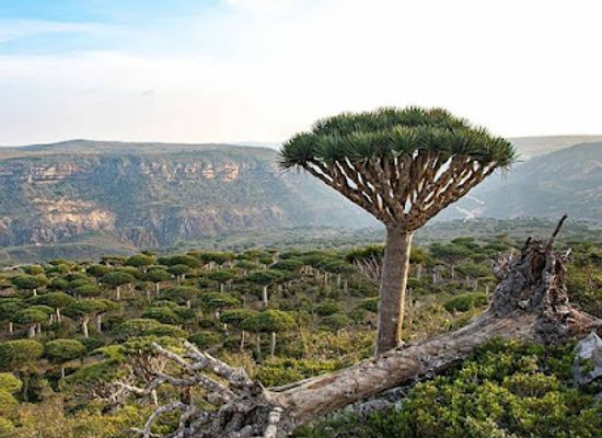 yemen/socotra-island/attraction/diksam
