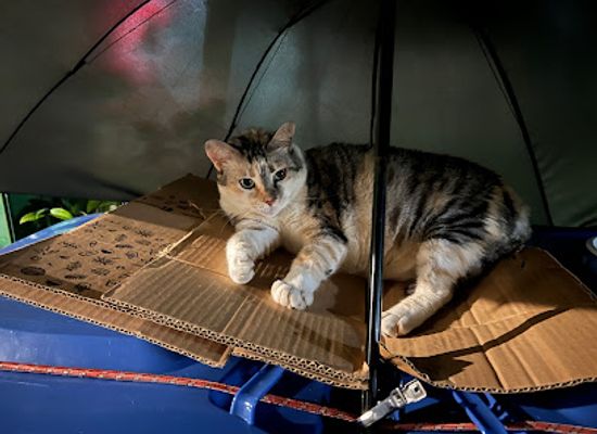 singapore/holland-village/attraction/adik-cat-house