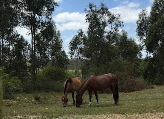 uruguay/lavalleja/attraction/terranostra
