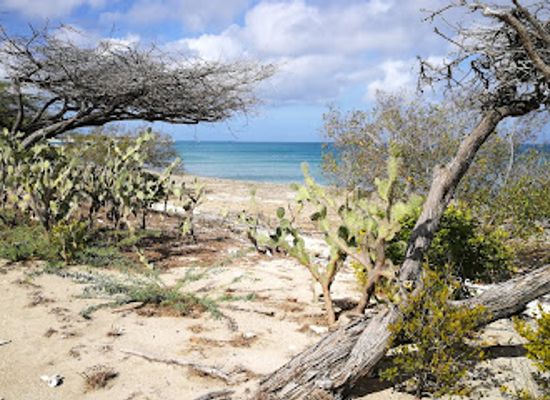 aruba/eagle-beach/attraction/bubali-bird-sanctuary