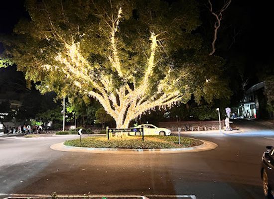 australia/noosa/attraction/hastings-street-light-tree