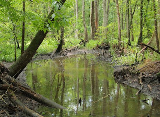 louisiana/atchafalaya-basin/attraction/bayou-teche-national-wildlife-refuge-garden-city-unit