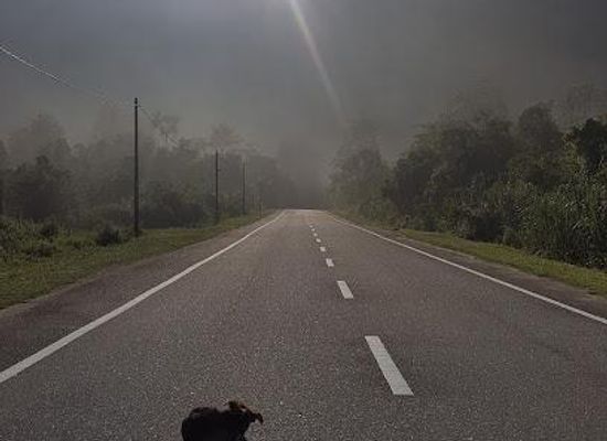malaysia/cameron-highlands/attraction/jln-gua-tempurung