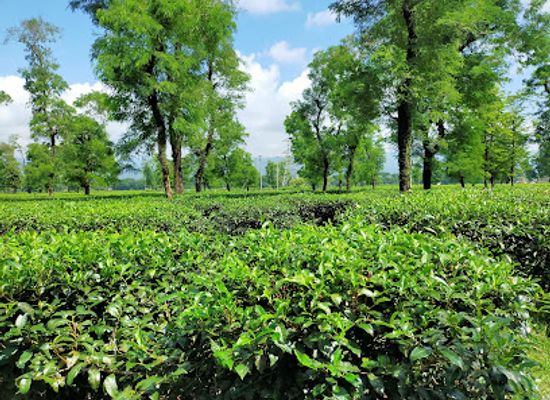 bangladesh/jaflong/attraction/jaflong-tea-garden