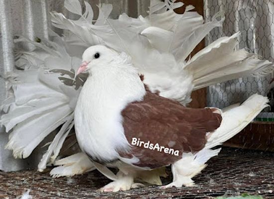 kenya/kisumu/attraction/birds-arena-seme