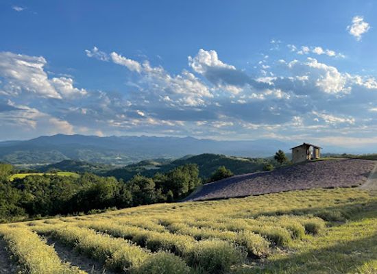 italy/langhe/attraction/campi-di-lavanda