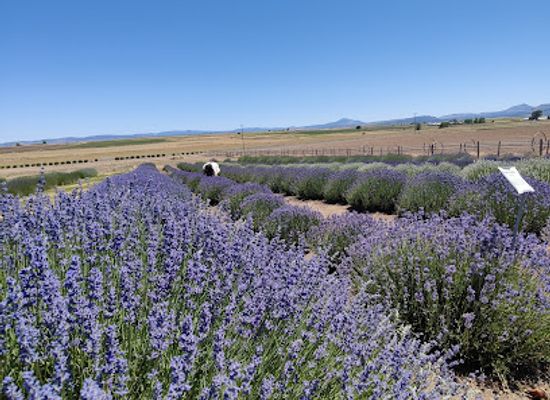 oregon/jefferson-county/attraction/cascade-lavender