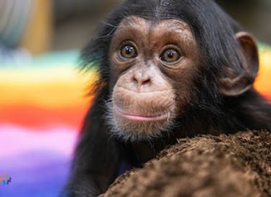 burundi/makamba/attraction/riserva-specie-naturale-di-yessini