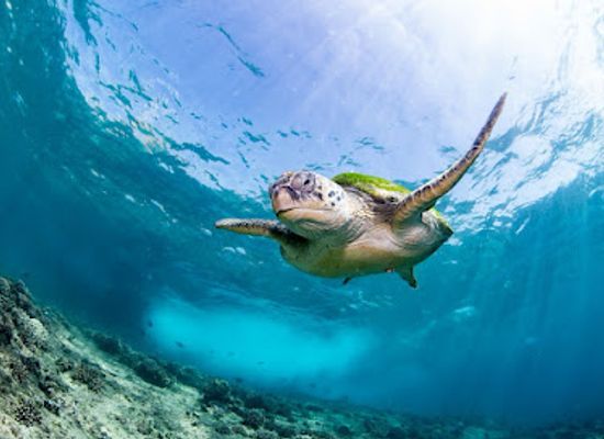 oman/al-hajar-al-gharbi/attraction/pearl-dimaniyat-diving-center