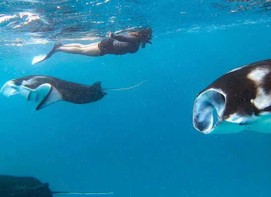 maldives/baa-atoll/attraction/liquid-salt-divers