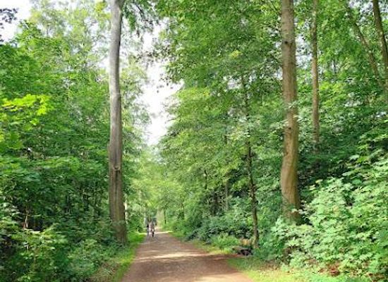 germany/weser-uplands/attraction/eilenriede-city-forest