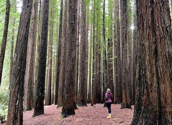 australia/the-twelve-apostles/attraction/the-redwoods-otways