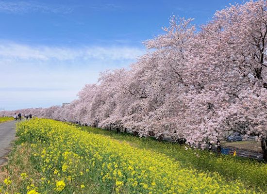 japan/kanto/attraction/kumagaya-sakura-tsutsumi