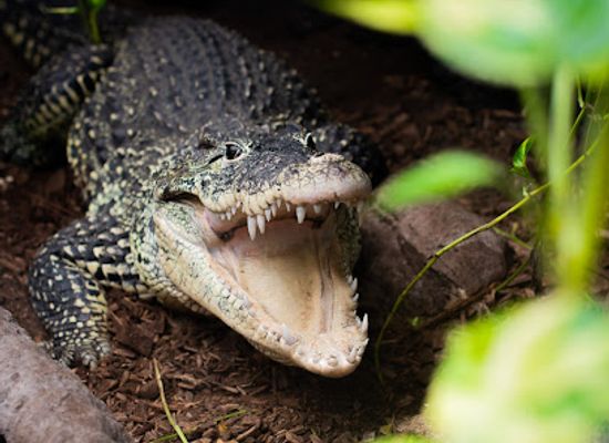 denmark/south-zealand/attraction/crocodile-zoo-falster