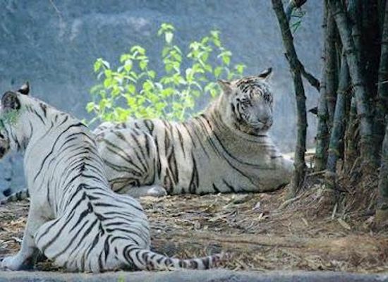 india/chennai/attraction/arignar-anna-zoological-park