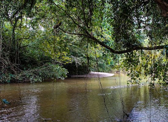 ecuador/amazon/attraction/jungle-expeditions-lodge-tours