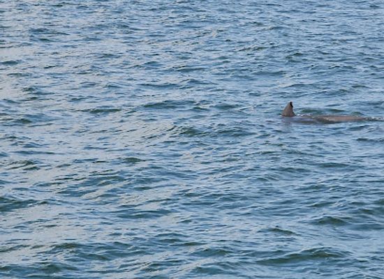 virginia/virginia-beach/attraction/virginia-aquarium-boat-tours