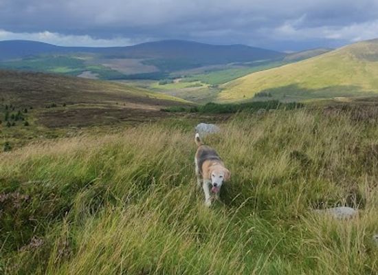 ireland/wicklow-mountains/attraction/fair-mountain